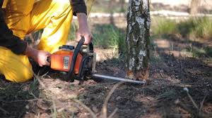Best Lawn Disease Treatment  in Patterson Tract, CA