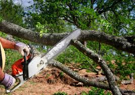 Best Stump Grinding and Removal  in Patterson Tract, CA