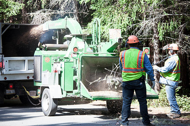 Best Sod Installation  in Patterson Tract, CA